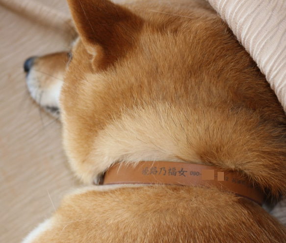 犬・ 首輪　本革製　レザー　名入れ無料　サイズ中型犬用 3枚目の画像