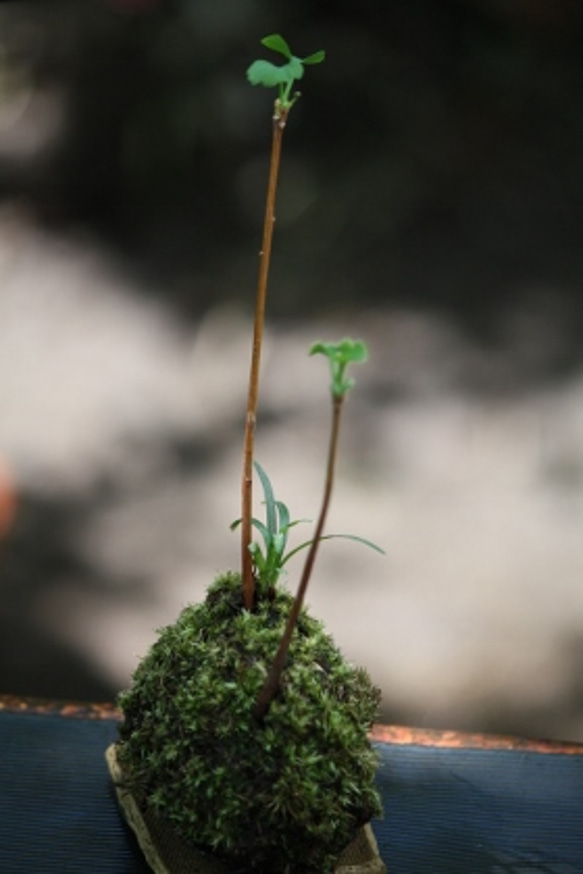 イチョウの苔玉二本仕立て 3枚目の画像