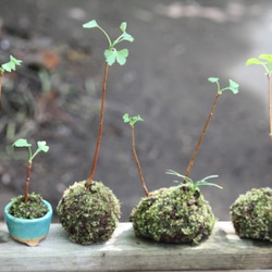 イチョウの苔玉二本仕立て 4枚目の画像