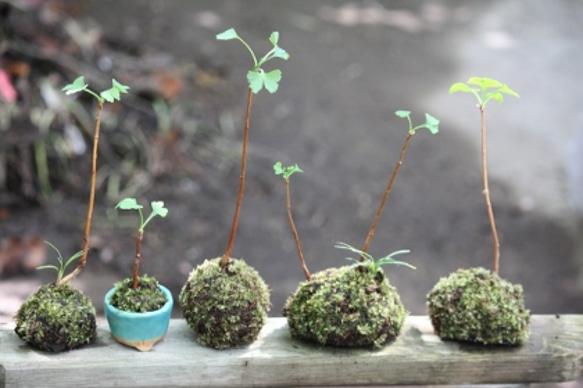 イチョウの苔玉二本仕立て 4枚目の画像