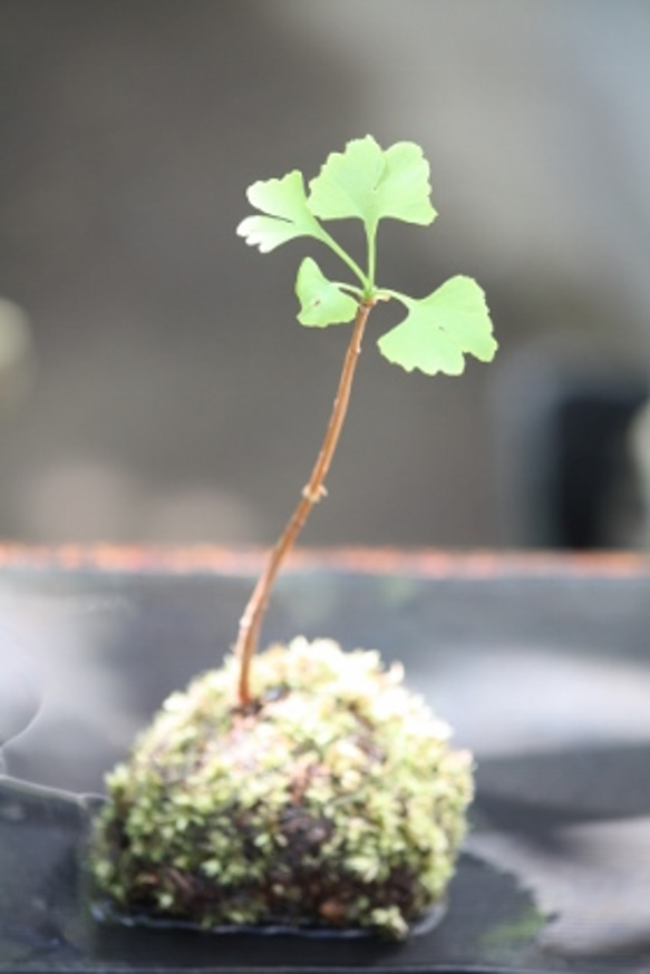 イチョウの苔玉　斜に構えた一本仕立て sold 2枚目の画像