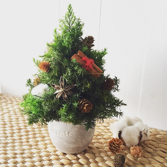 ヒムロスギのクリスマスツリー20センチ 各色ラスト1つ！ 1枚目の画像