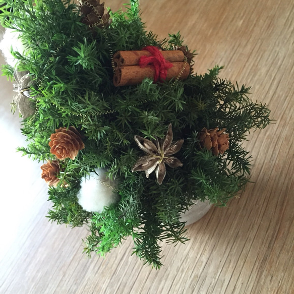 ヒムロスギのクリスマスツリー20センチ 各色ラスト1つ！ 3枚目の画像