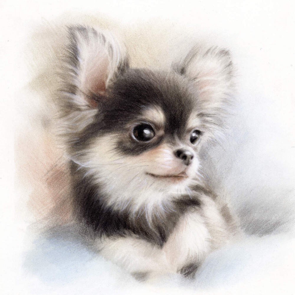 色鉛筆手描き似顔絵 ★ 虹色メモリアル★ ＃似顔絵オーダー #ペットの絵 ＃ペット肖像画 #ギフト