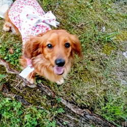 s 犬服 　浴衣　服　花柄　和　  チワワ　ヨーキー 3枚目の画像