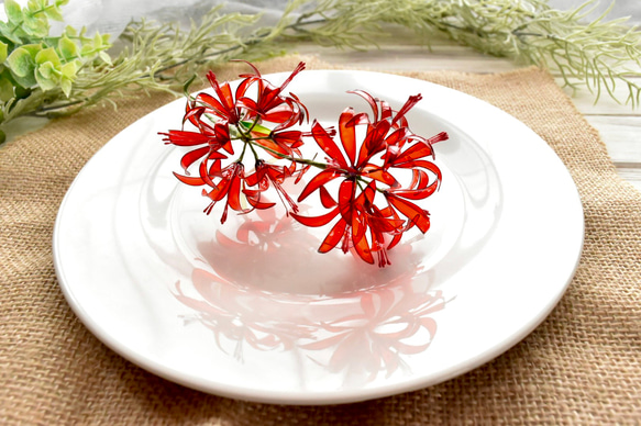 受注制作【植物標本 XXL】彼岸花 Red spider lilly 4枚目の画像