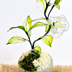 【豆盆栽】白椿B 4枚目の画像