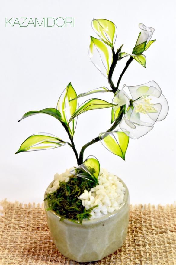 【豆盆栽】白椿B 4枚目の画像