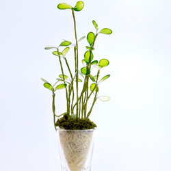 【創作植物】透明斑スプラウト　ショットグラス 3枚目の画像