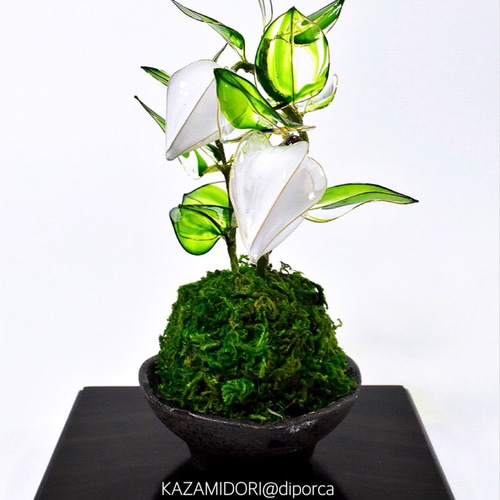 苔玉】白鬼灯 その他インテリア雑貨 風碧(kazamidori) 通販