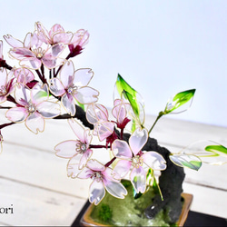【創作盆栽】桜（さくら）試作C 3枚目の画像