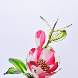 【創作盆栽】椿（つばき）紅白絞りC 3枚目の画像