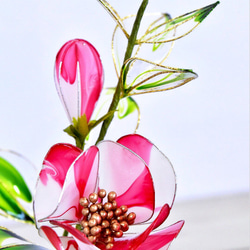 【創作盆栽】椿（つばき）紅白絞りC 5枚目の画像