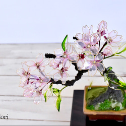 【創作盆栽】桜（さくら）試作A 1枚目の画像