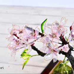 【創作盆栽】桜（さくら）試作A 7枚目の画像