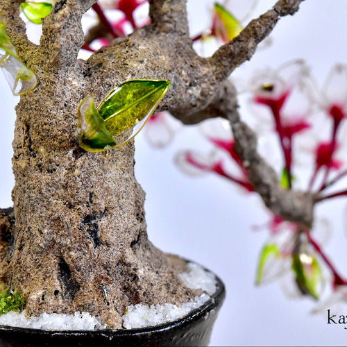 中品盆栽、十月桜、斜幹作り、花、花芽付き やや傷や汚れあり 小品十月桜｜盆栽妙 – 盆栽妙 本店