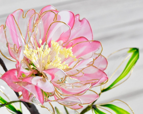 ✨✨✨サンダンカ【涼盆栽◎美らさん】検/三段花/美株品/サービス品 1_43e13cdfc706f02807daf4eac7a5