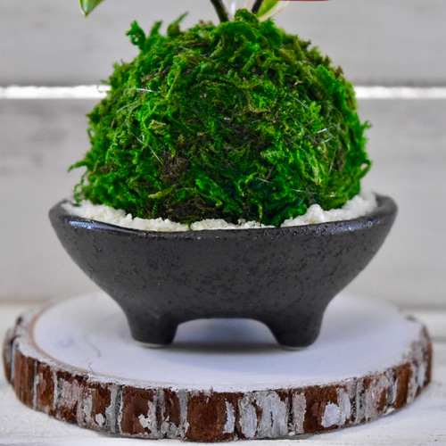 苔玉・苔 puyozou 苔玉・苔 puyozou fit=scale-down,w=1200