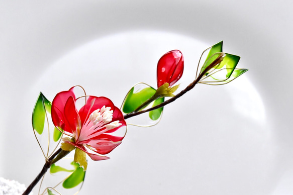 受注制作【植物標本 S】赤椿(あかつばき) Camellia -Red- 3枚目の画像