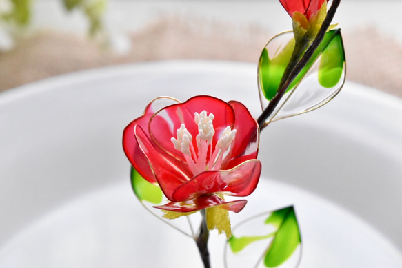 受注制作【植物標本 S】赤椿(あかつばき) Camellia -Red- 4枚目の画像