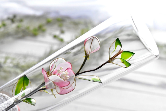 受注制作【植物標本 S】白桃椿(しろつばき) Camellia -Whitepink- 1枚目の画像
