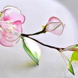 受注制作【植物標本 S】白桃椿(しろつばき) Camellia -Whitepink- 4枚目の画像