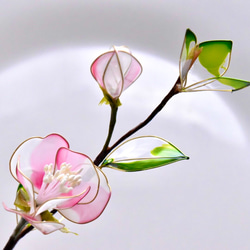 受注制作【植物標本 S】白桃椿(しろつばき) Camellia -Whitepink- 5枚目の画像
