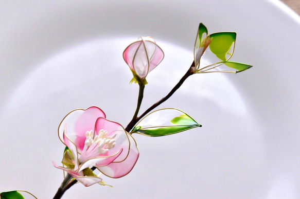 受注制作【植物標本 S】白桃椿(しろつばき) Camellia -Whitepink- 5枚目の画像