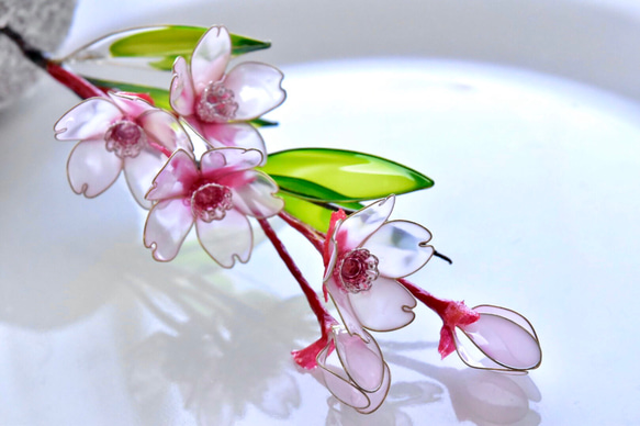 【植物標本】桜(さくら) Cherry blossom 2枚目の画像