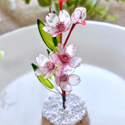 【植物標本】桜(さくら) Cherry blossom 6枚目の画像