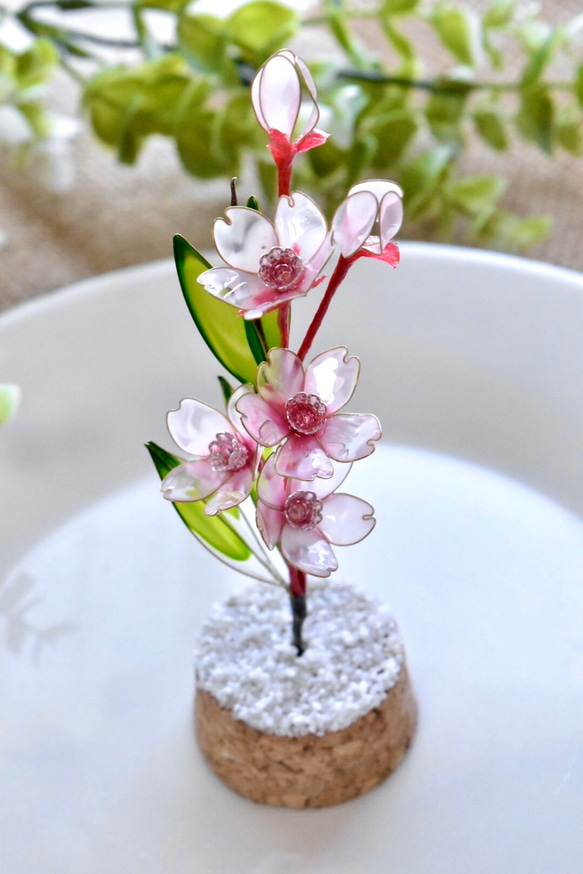 【植物標本】桜(さくら) Cherry blossom 6枚目の画像