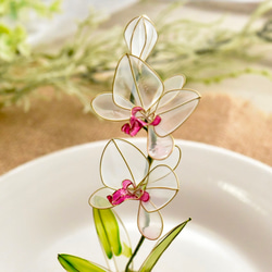 受注制作【植物標本 S】胡蝶蘭(こちょうらん) 白 Phalaenopsis orchid 5枚目の画像