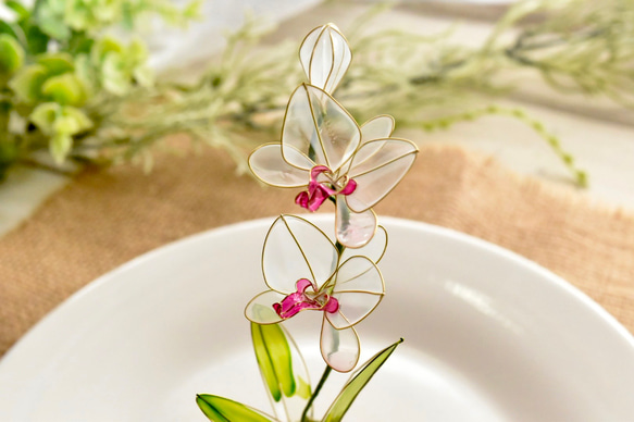受注制作【植物標本 S】胡蝶蘭(こちょうらん) 白 Phalaenopsis orchid 5枚目の画像