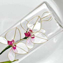受注制作【植物標本 S】胡蝶蘭(こちょうらん) 白 Phalaenopsis orchid 1枚目の画像