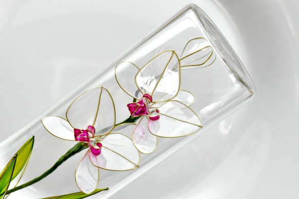 受注制作【植物標本 S】胡蝶蘭(こちょうらん) 白 Phalaenopsis orchid 1枚目の画像