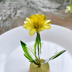 受注制作【植物標本 M】蒲公英(たんぽぽ) Dandelion 7枚目の画像