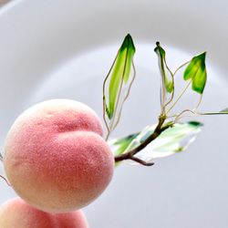 【植物標本 M】小桃 Small peach 3枚目の画像
