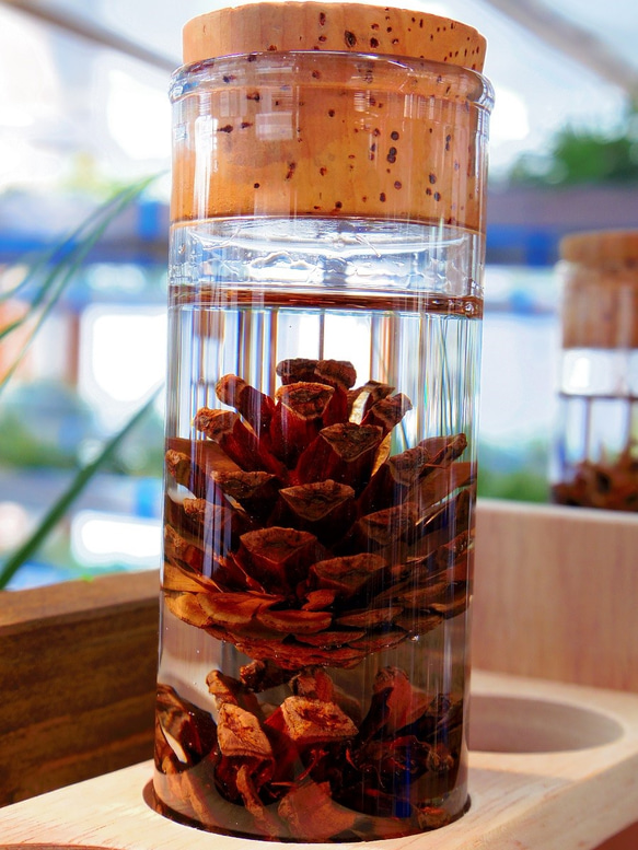 □ハーバリウム＊ガラス試験管＊松ぼっくり ハーバリウム・植物標本