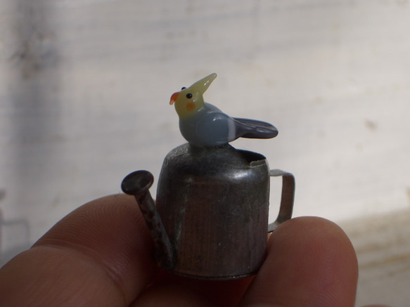 澆水雞尾鸚鵡（正常） 第5張的照片