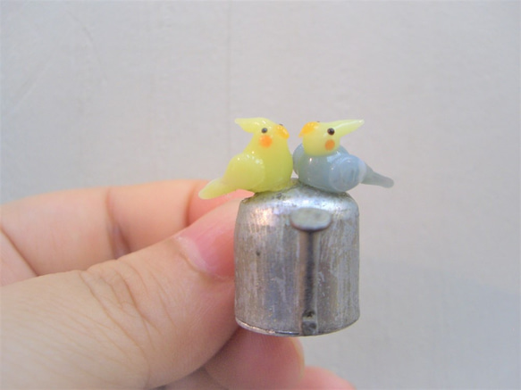 澆水雞尾鸚鵡（黃色＆正常對） 第1張的照片
