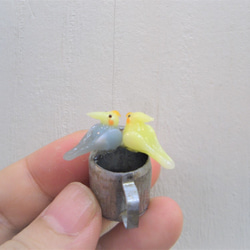 澆水雞尾鸚鵡（黃色＆正常對） 第2張的照片