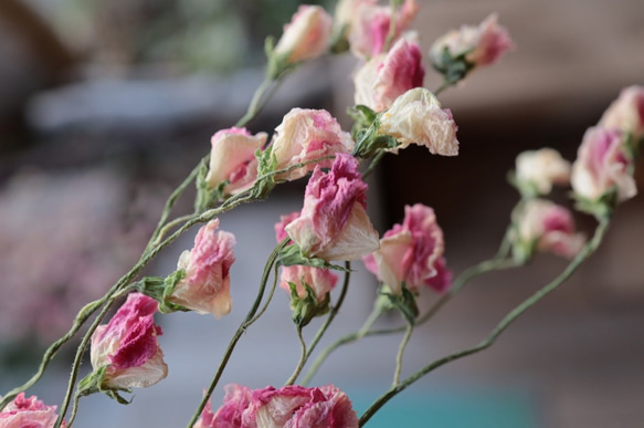 ピンク スイトピーの Dry Flower（6本組） 1枚目の画像