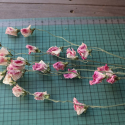 ピンク スイトピーの Dry Flower（6本組） 2枚目の画像