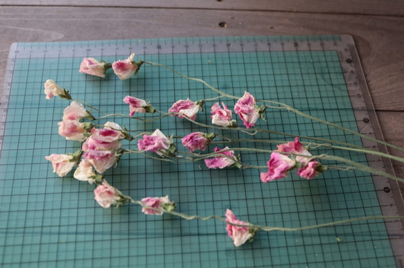 ピンク スイトピーの Dry Flower（6本組） 2枚目の画像