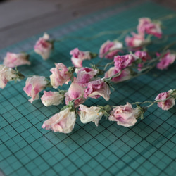 ピンク スイトピーの Dry Flower（6本組） 3枚目の画像