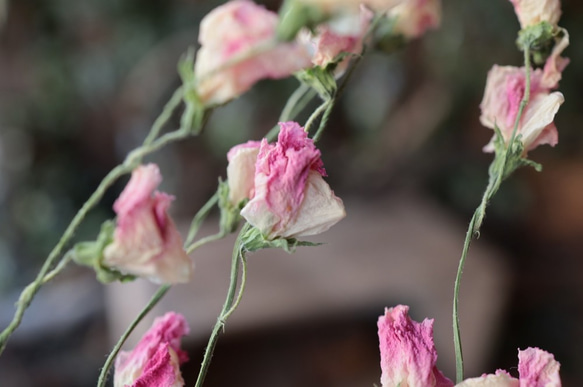 ピンク スイトピーの Dry Flower（6本組） 5枚目の画像