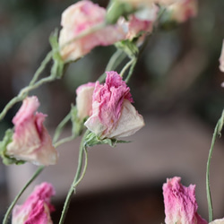ピンク スイトピーの Dry Flower（6本組） 6枚目の画像