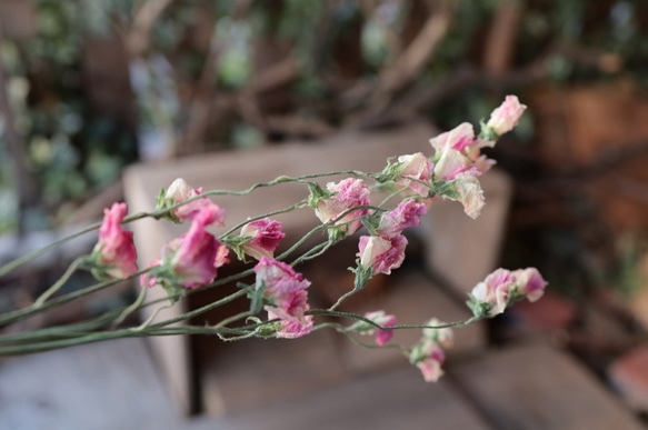 ピンク スイトピーの Dry Flower（6本組） 7枚目の画像
