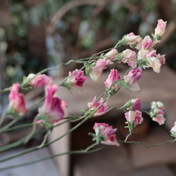 ピンク スイトピーの Dry Flower（6本組） 8枚目の画像