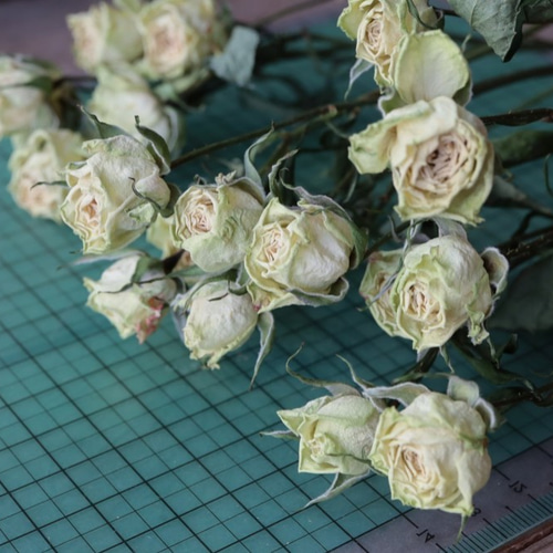 薄グリーンのスプレーバラのドライフラワー（14輪：3本） ドライ